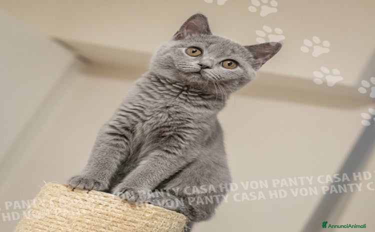 British gatti - Annuncio 1