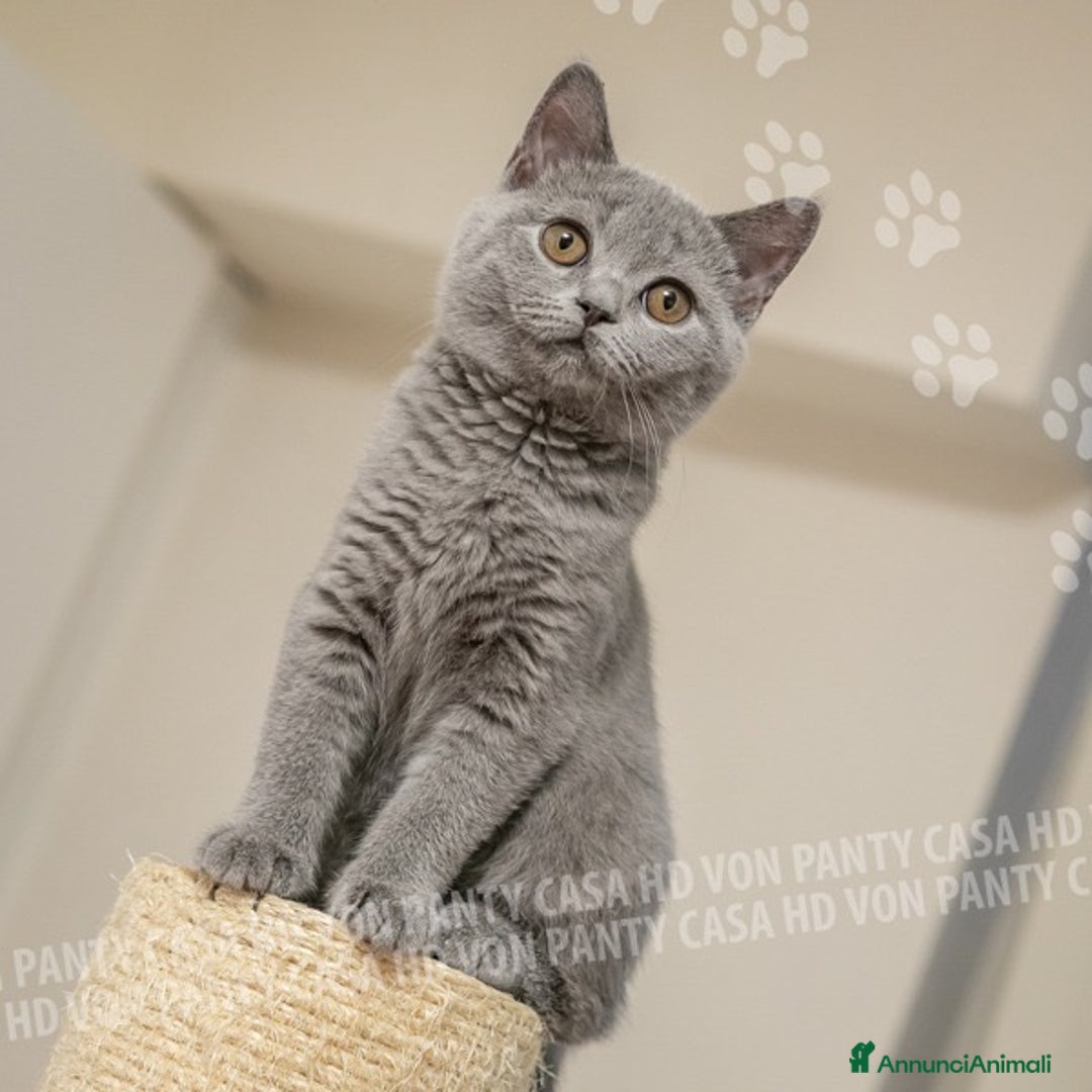 Mamma Il Gatto Mammone Favola Gatti In Vendita A Noceto, Parma