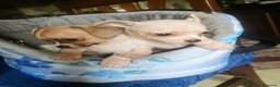 Chihuahua cani in vendita: Chihuahua - Annuncio 5