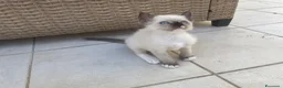 Ragdoll gatti in vendita: Ragdoll maschio - Annuncio 4