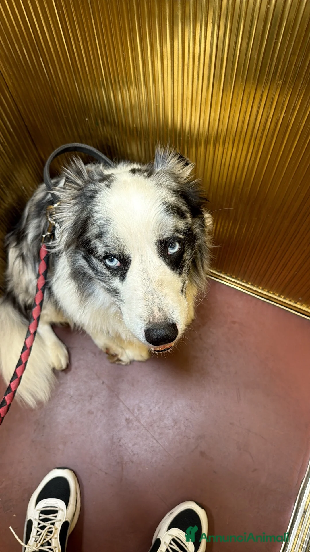 Border Collie cani per accoppiamento: Border Collie Blue Merle per monta - Annuncio 5