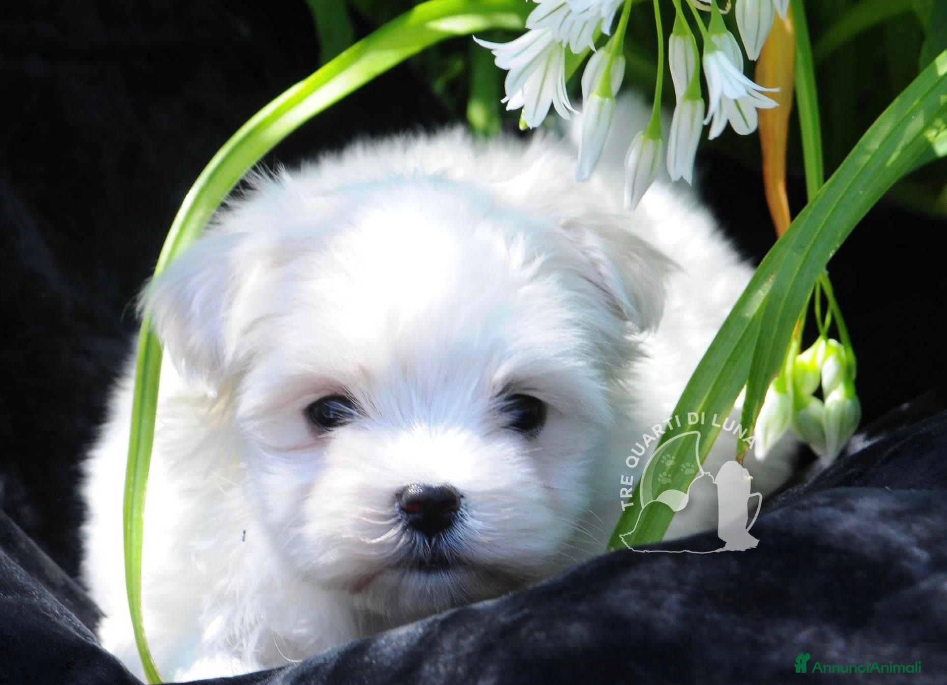 Maltese cani Maltese Toy Cucciolo Trequartidiluna - Annuncio 12