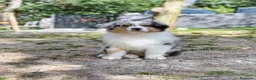 Australian Shepherd cani in vendita: Pastore australiano blu merle - Annuncio 3