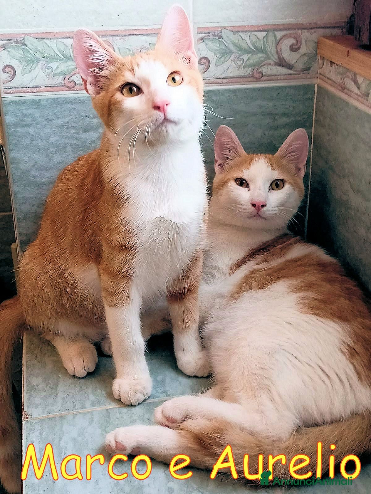 Europeo gatti MARCO E  AURELIO DOLCISSIMI GATTINI - Annuncio 18