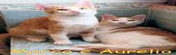 Europeo gatti in regalo: MARCO E  AURELIO DOLCISSIMI GATTINI - Annuncio 1