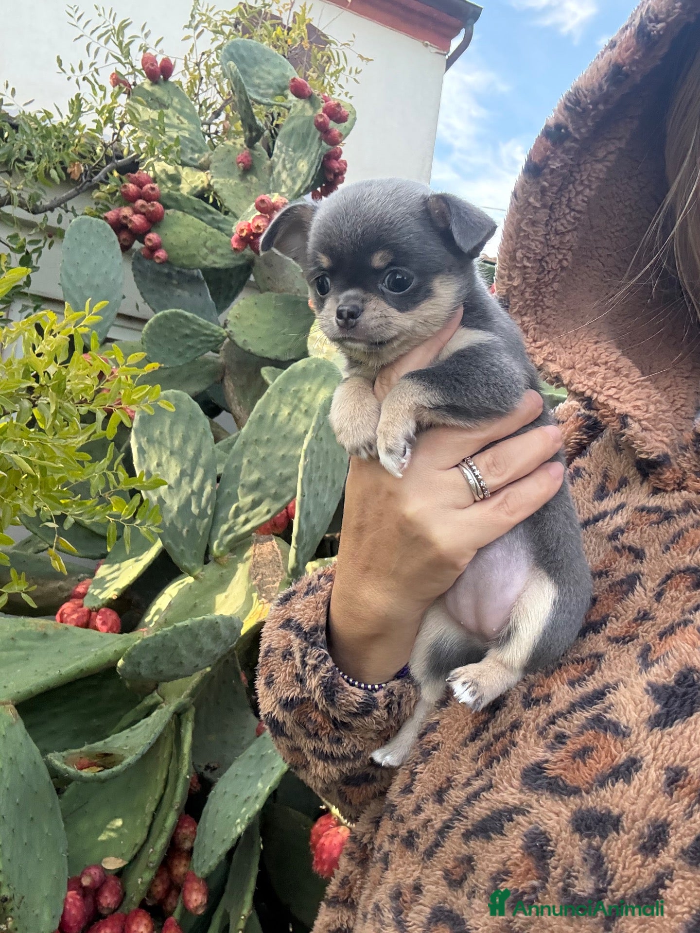 Chihuahua cani in vendita: Chihuahua pedigree Enci  - Annuncio 4