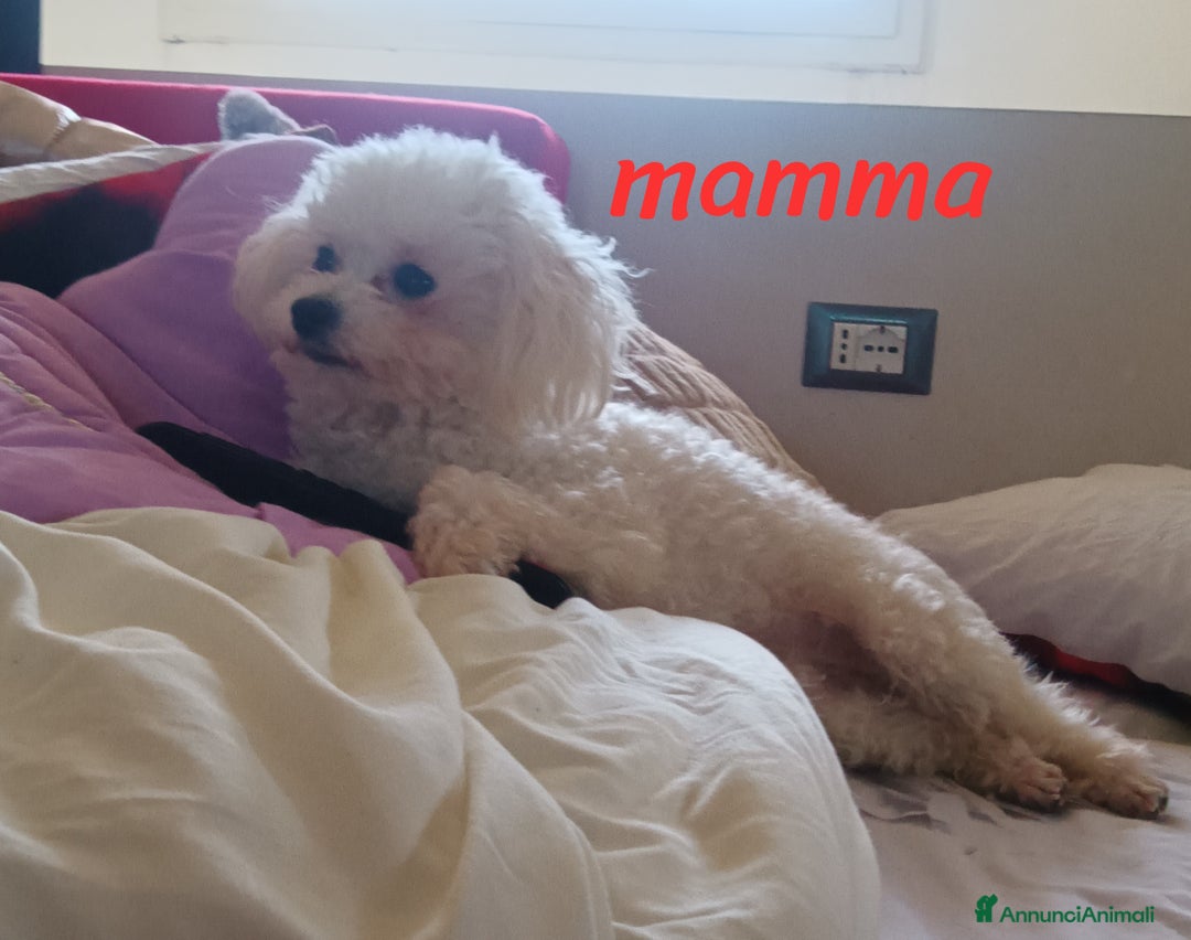 Barboncino Toy cani in vendita: Cuccioli di barboncino Toy bianco  - Annuncio 5