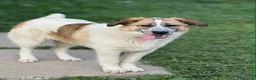 Meticcio cani in regalo: ARONNE, super PASTORINO dalla bontà sconfinata! - Annuncio 8