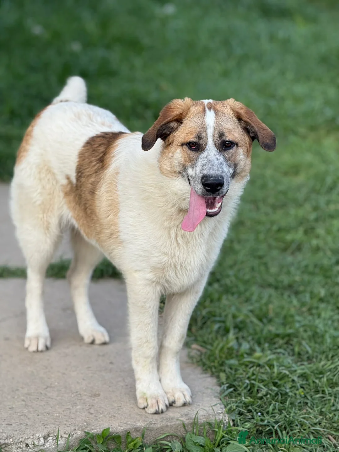 Meticcio cani in regalo: ARONNE, super PASTORINO dalla bontà sconfinata! - Annuncio 8