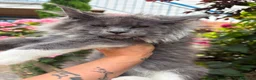 Maine Coon gatti in vendita: Cucciola Maine Coon - Annuncio 4