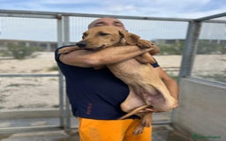 Altre razze cani in regalo: alexa e theo  - Immagine 3