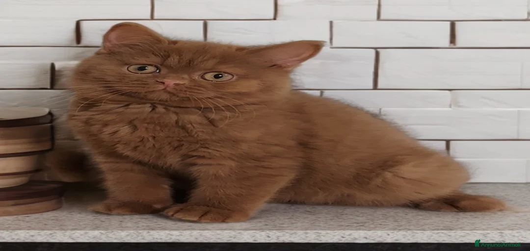 Immagine della galleria {{count}}