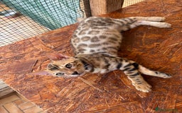 Bengala gatti in vendita: Bellissimi cuccioli  a Città metropolitana di Roma Capitale - Immagine 10