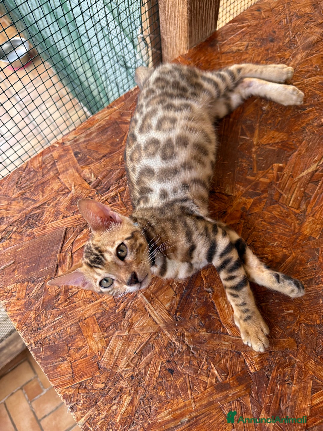 Bengala gatti in vendita: Bellissimi cuccioli  a Città metropolitana di Roma Capitale - Immagine 10