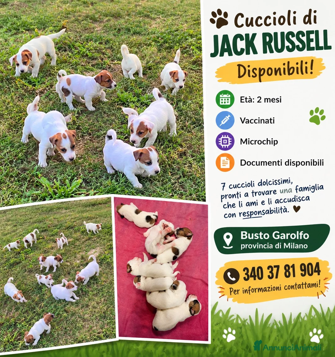 Jack Russell cani in vendita: Cuccioli Jack Russell a Città metropolitana di Milano - Annuncio 2