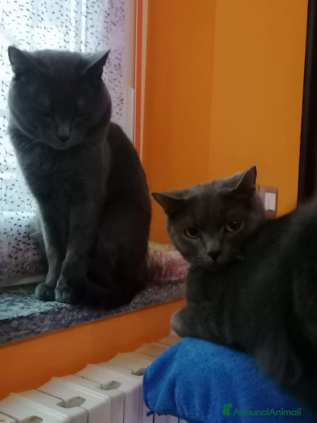 Immagine della galleria {{count}}