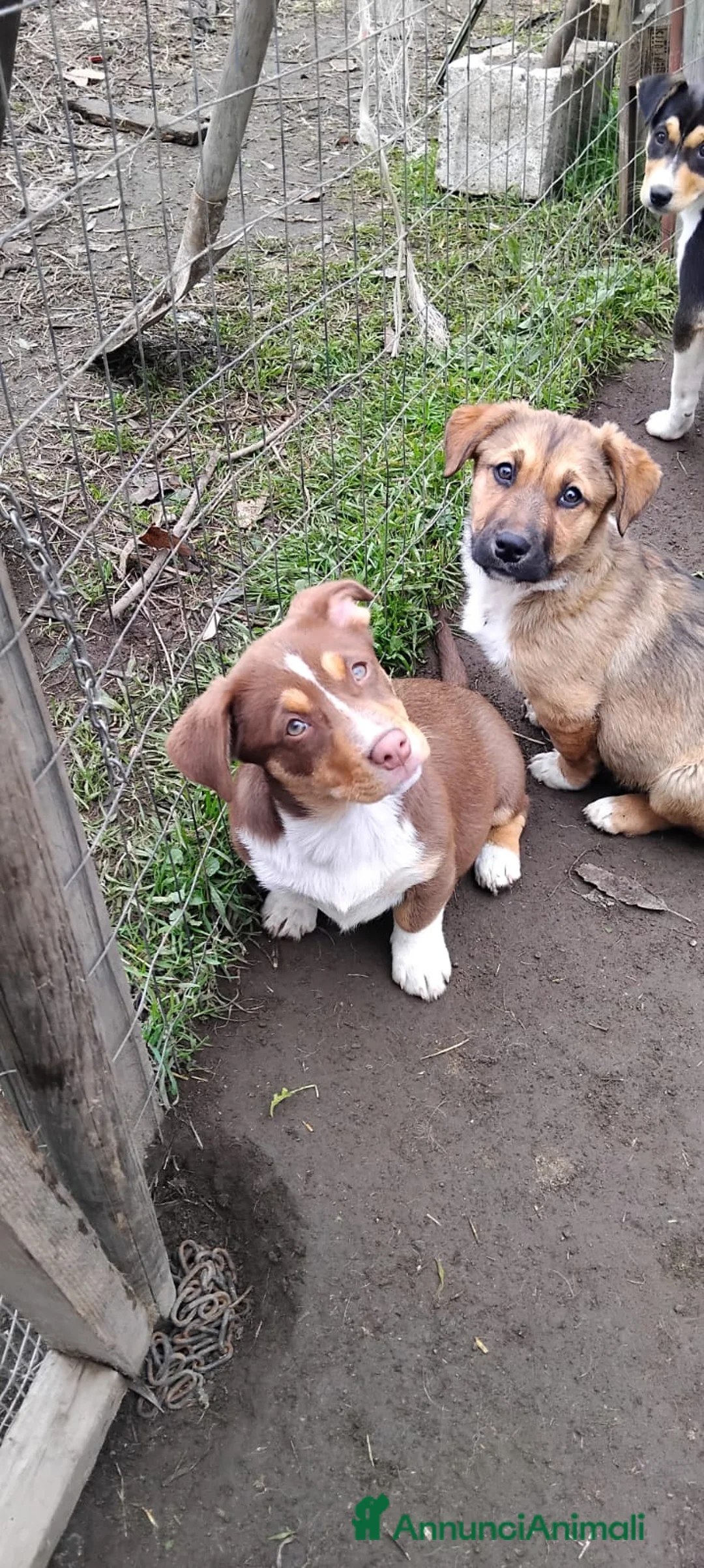 Meticcio cani in regalo: HARRY,  RONNY - Annuncio 3