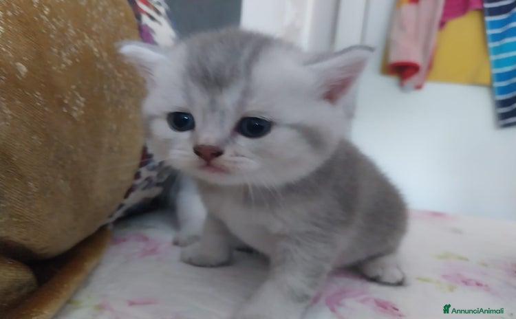 British gatti a Provincia di Parma - Annuncio 10