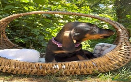 Bassotto cani in vendita: Cuccioli bassotto  a Città Metropolitana di Torino - Immagine 6