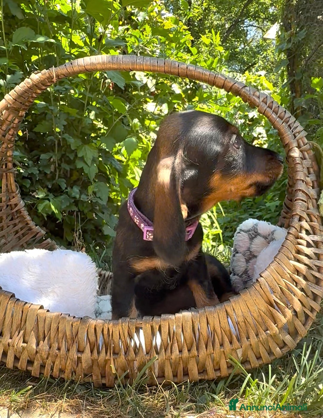 Bassotto cani in vendita: Cuccioli bassotto  a Città Metropolitana di Torino - Immagine 6