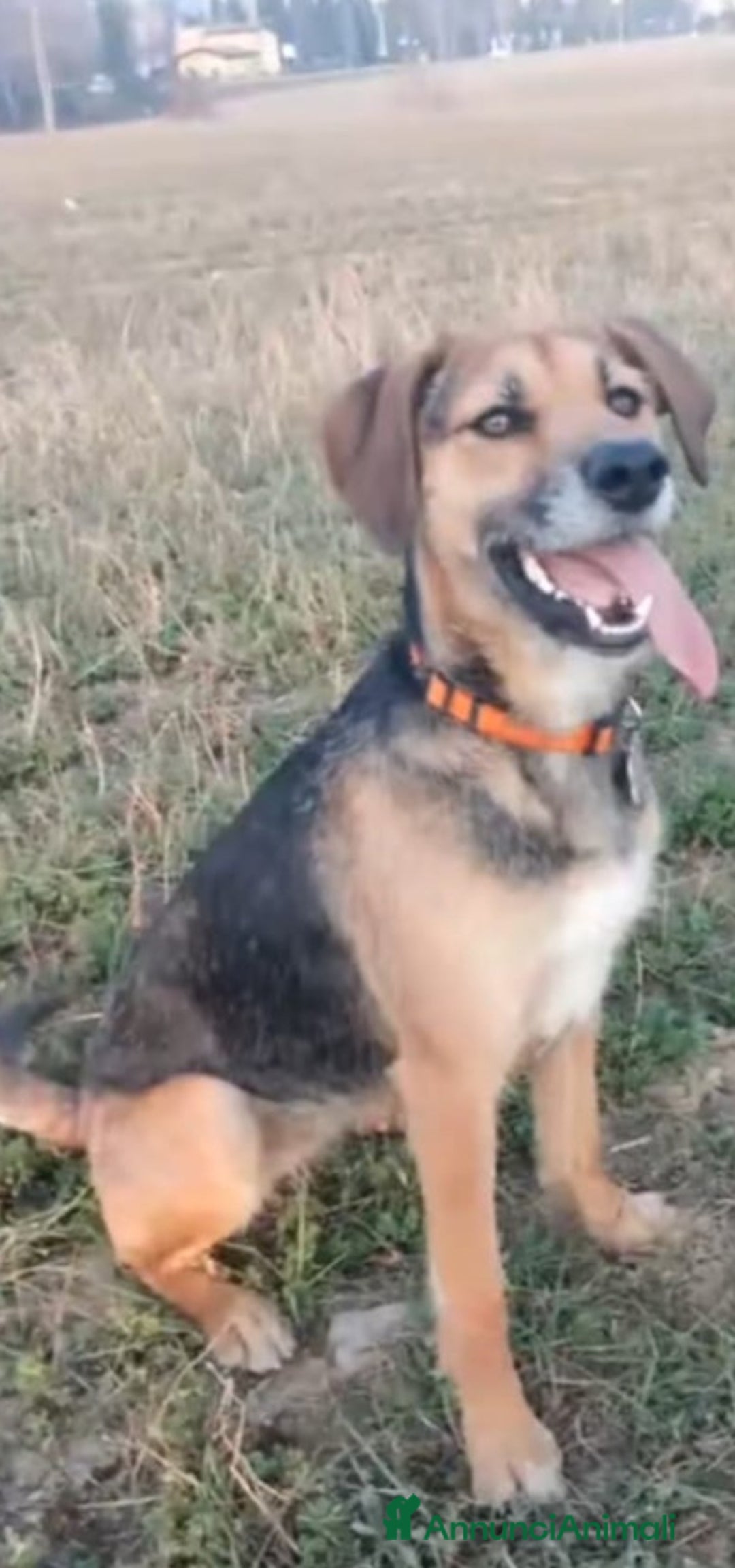 Pastore Tedesco cani in vendita: splendidi cuccioli  - Annuncio 21