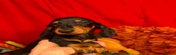 Bassotto cani in vendita: Cuccioli bassotti tedesco kaninchen e nano - Annuncio 4