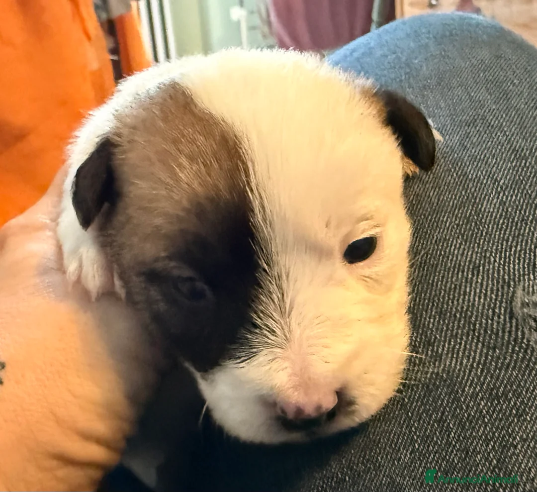 Jack Russell cani in vendita: Jack Russell con  Pedegree  - Annuncio 6