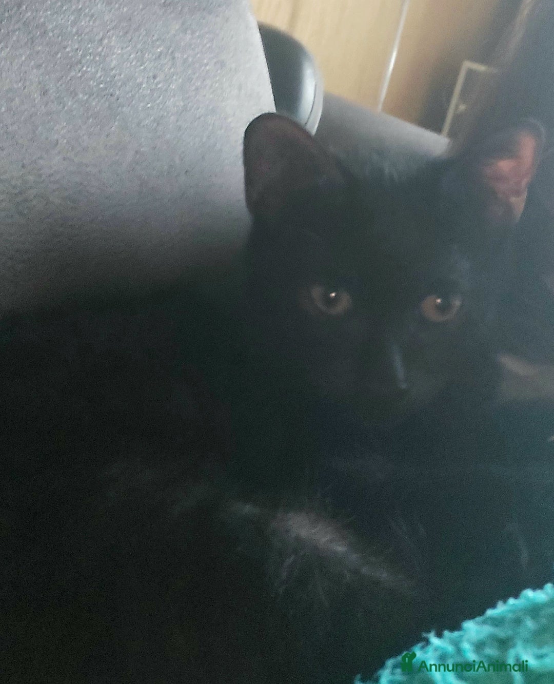 Europeo gatti in regalo: Gattino nero in adozione  - Annuncio 4