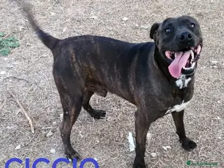 Meticcio cani CICCIO una vita in canile, ora sogna una famiglia - Annuncio 36