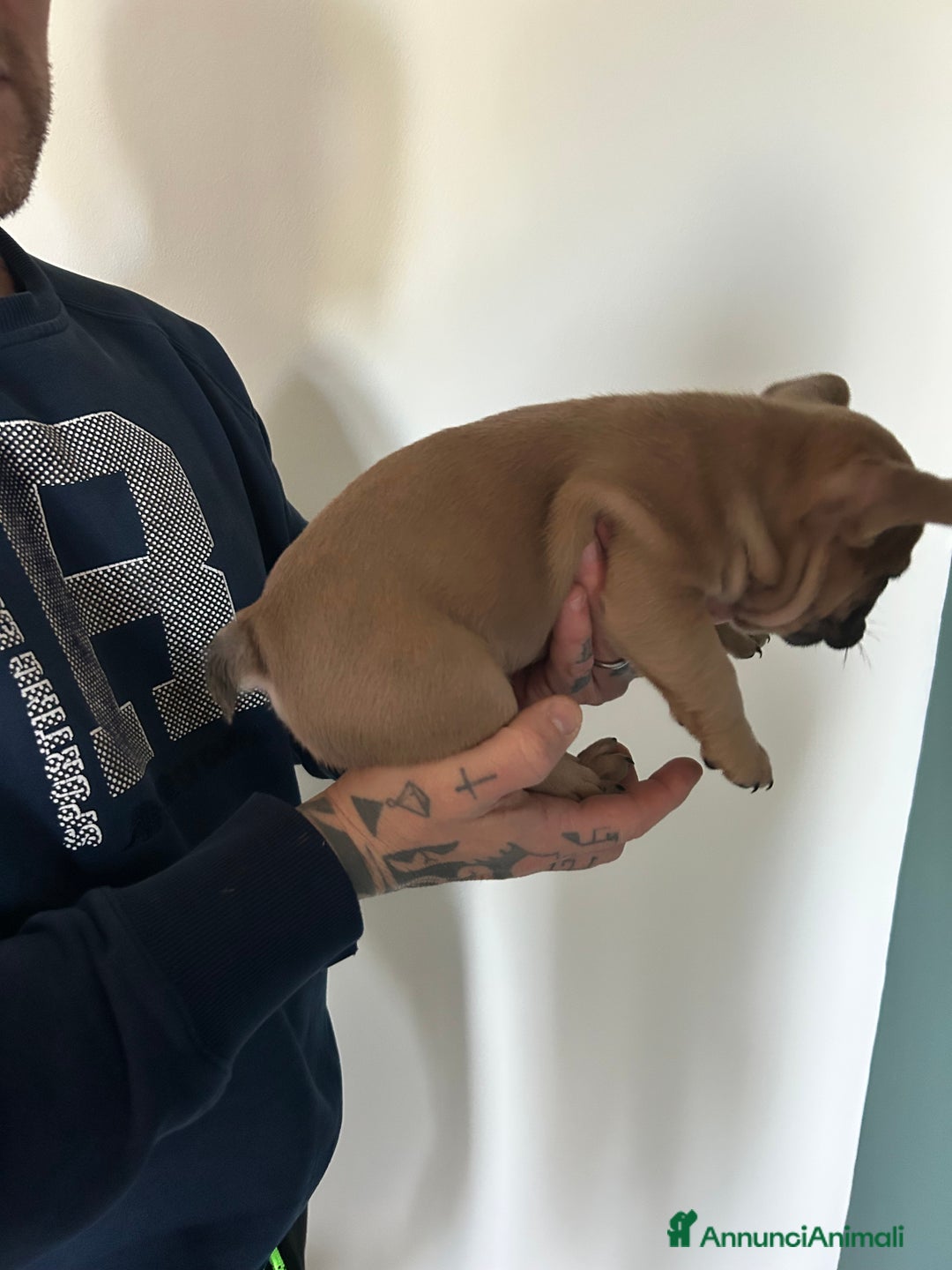 Bulldog Francese cani in vendita: Cuccioli di bulldog  - Annuncio 20