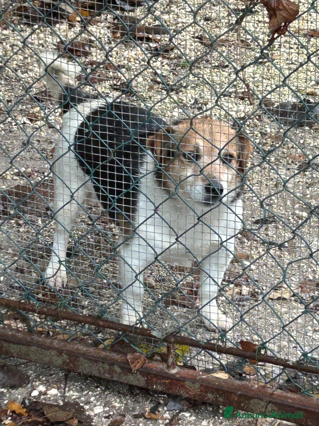 Jack Russell cani in regalo: Jack Russel terrier meticcio regalo - Annuncio 7