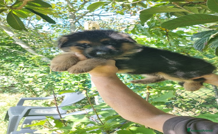 Pastore Tedesco cani - Annuncio 3