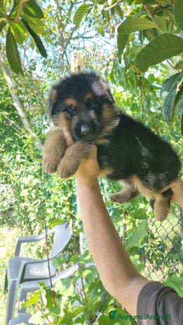 Pastore Tedesco cani - Annuncio 6