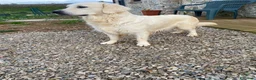 Golden Retriever cani in vendita: Golden retriever  - Annuncio 6
