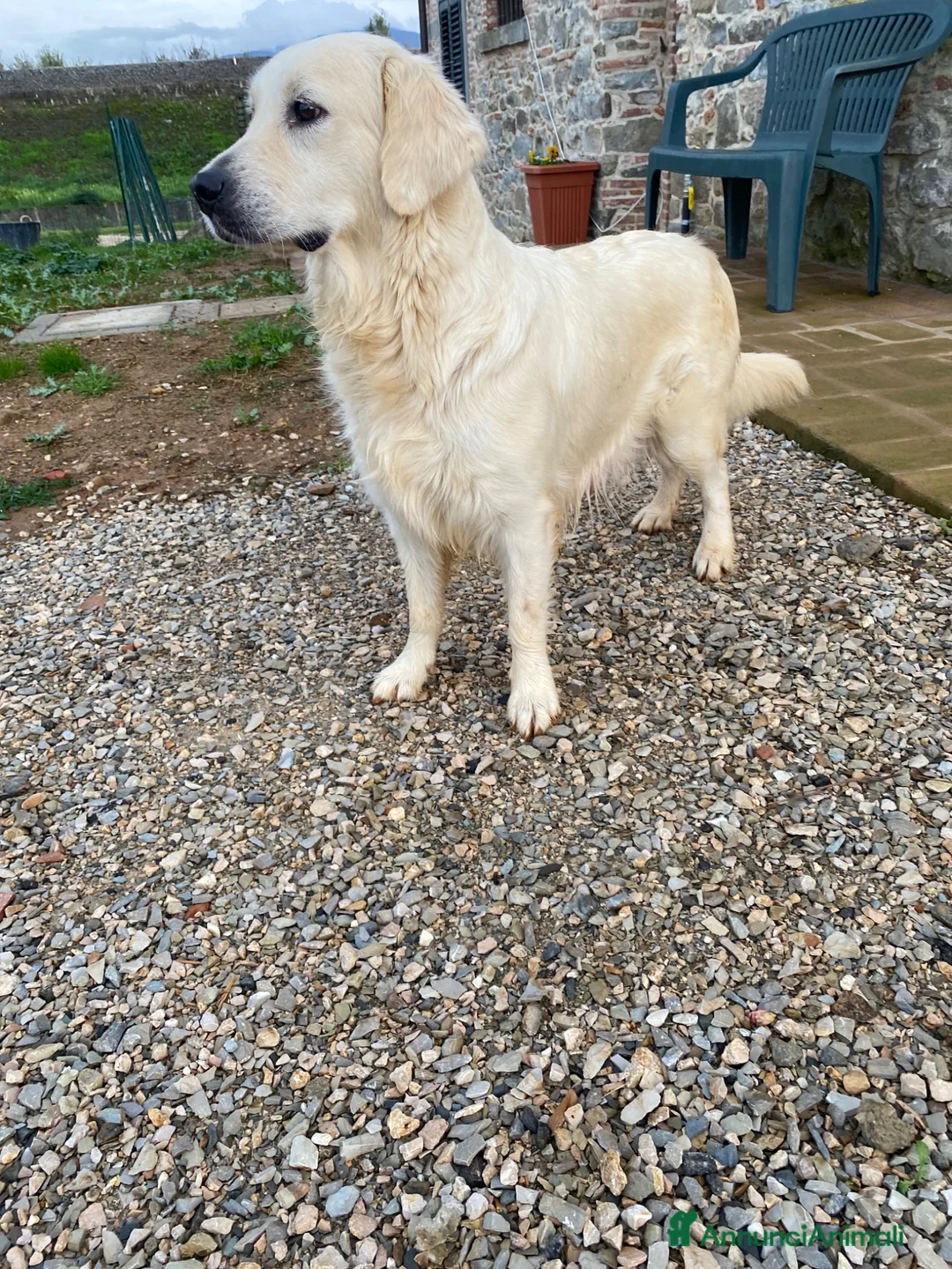 Golden Retriever cani in vendita: Golden retriever  - Annuncio 6
