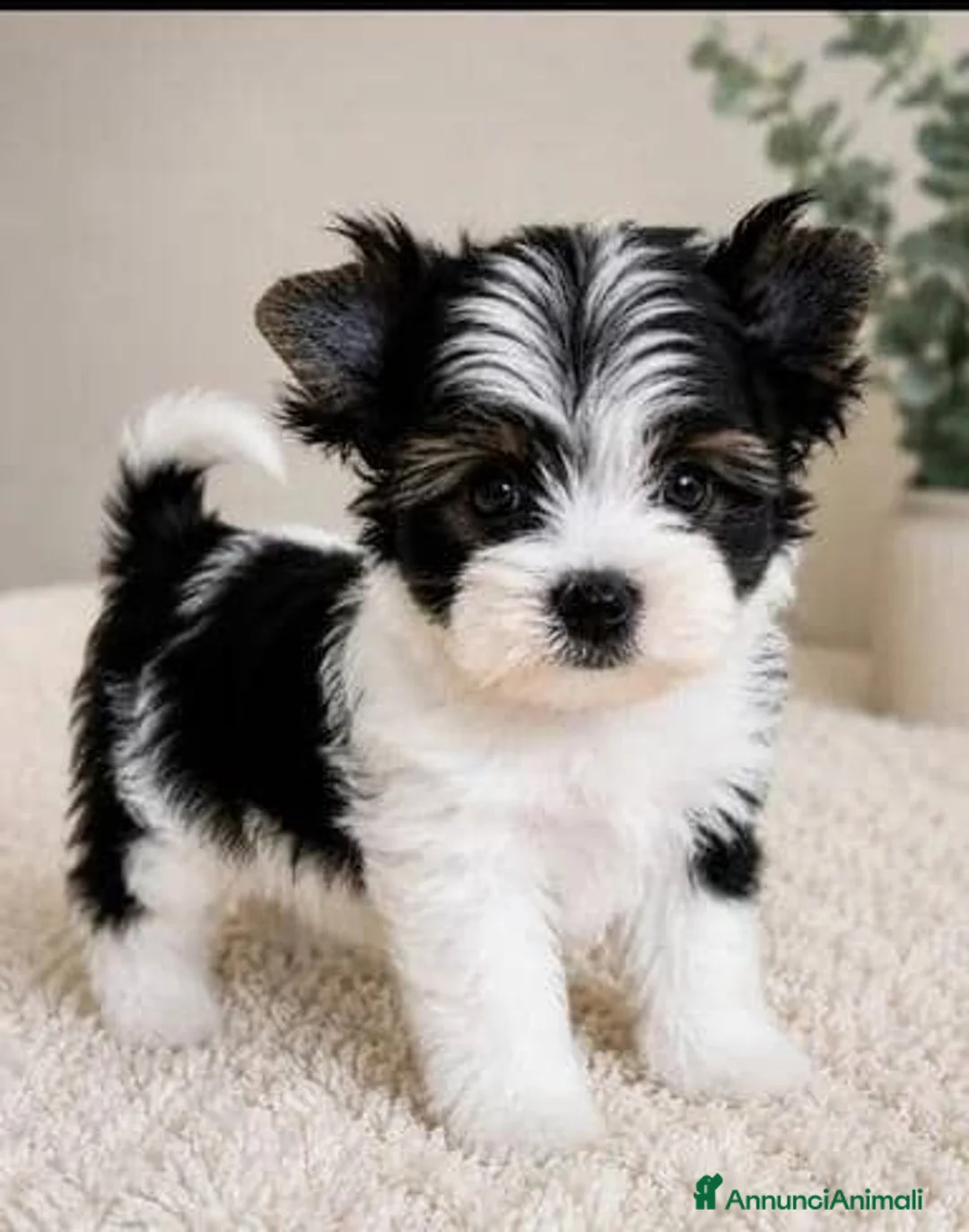 Yorkshire cani in vendita: Adorabili Yorkshire Terrier maschi - Annuncio 2