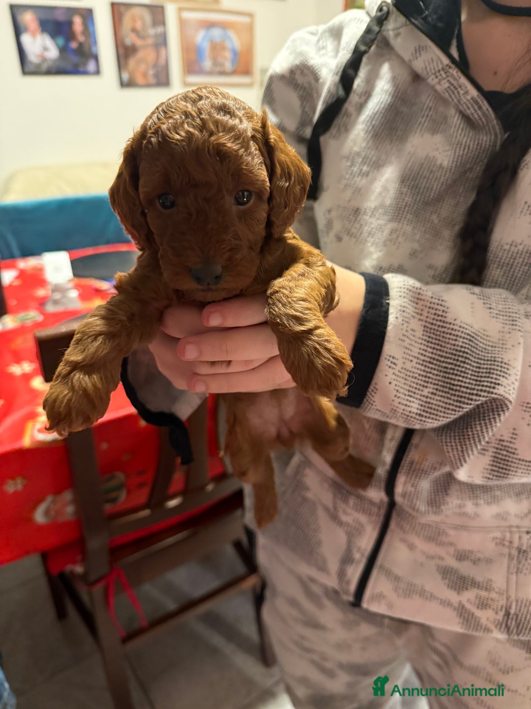 Barboncino cani in vendita: Barboncino  - Annuncio 10