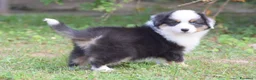Miniature American Shepherd cani in vendita: MINIATURE AMERICAN SHEPHERD - Annuncio 9