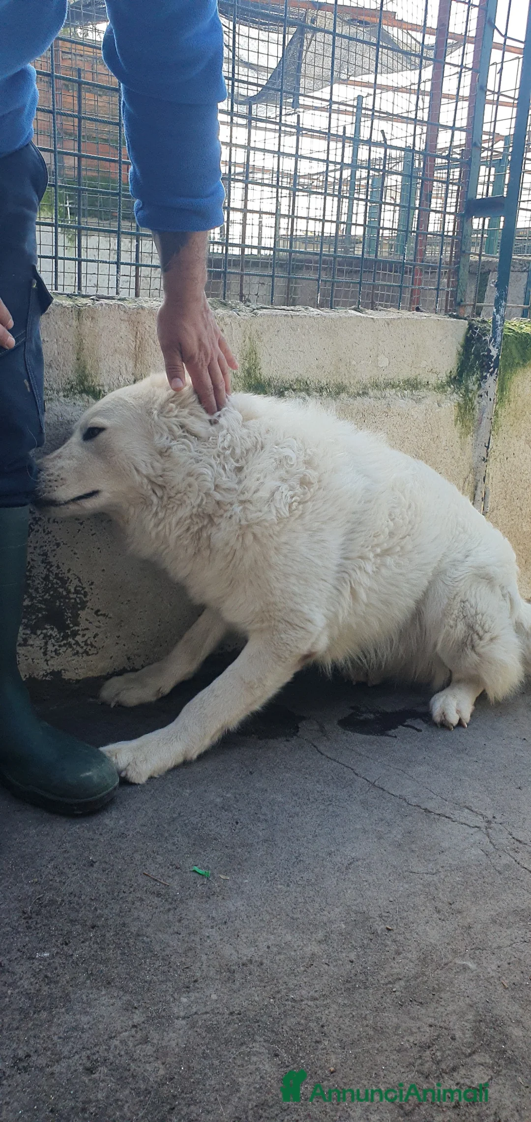 Meticcio cani in regalo: Asia, nuvola bianca in canile - Annuncio 2