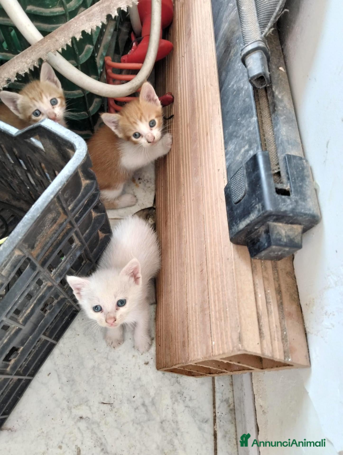 Altre razze gatti REGALO questi 3 gattini  - Annuncio 8