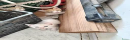 Altre razze gatti in regalo: REGALO questi 3 gattini  a Libero consorzio comunale di Ragusa - Annuncio 1