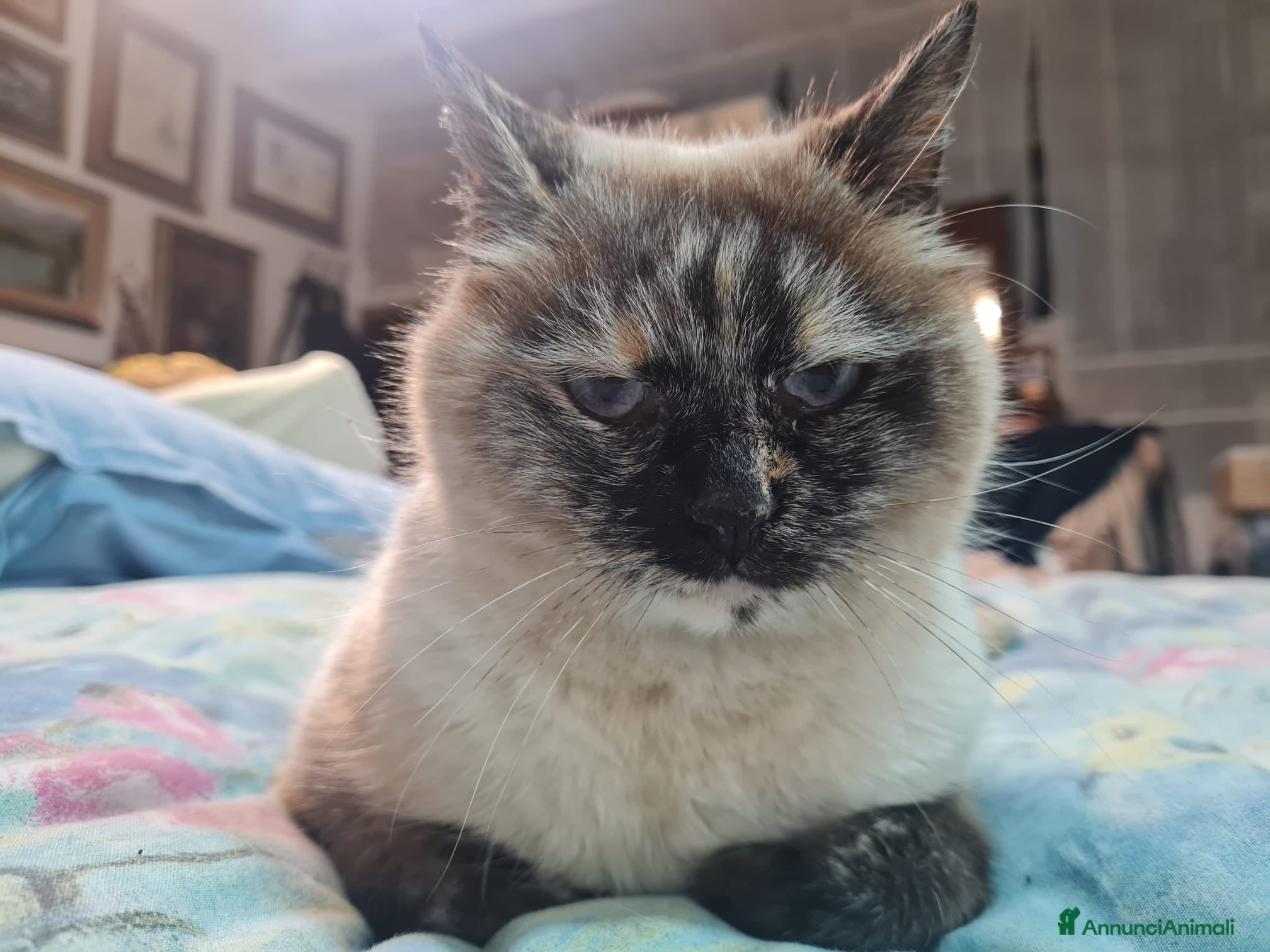 Europeo gatti Nathaly dolce simil siamese  - Annuncio 2