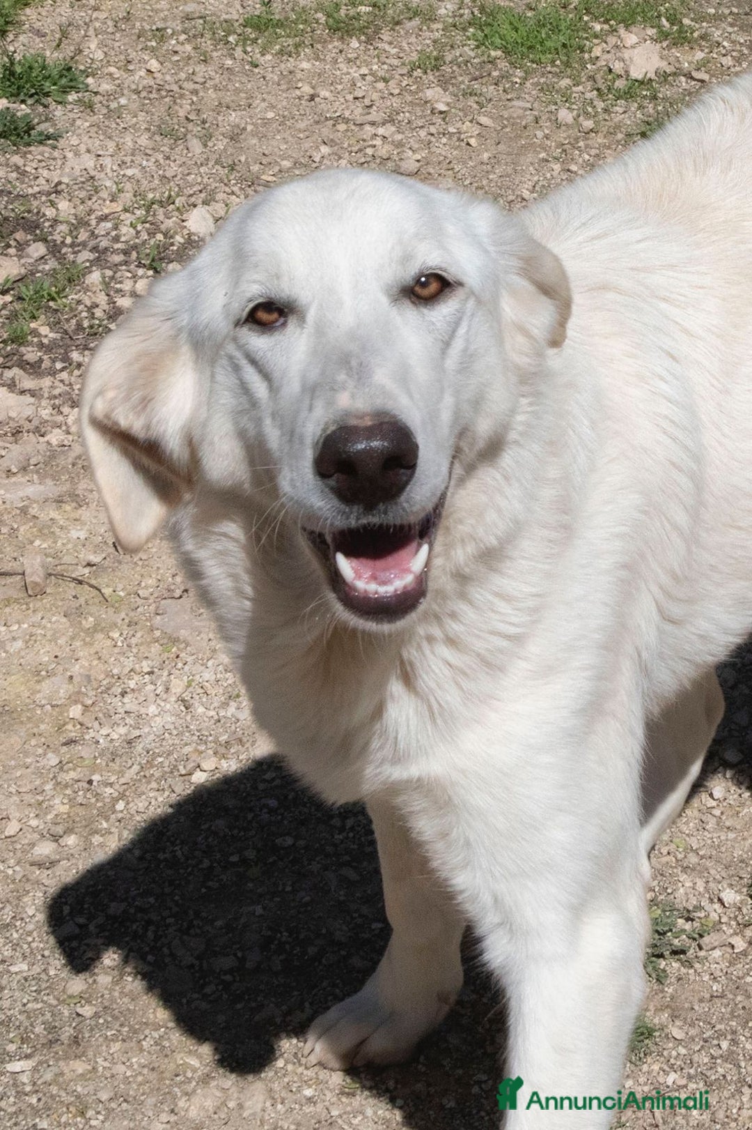 Meticcio cani in regalo: IL SORRISO DELLA DOLCE ZULEYA a Città metropolitana di Roma Capitale - Annuncio 1