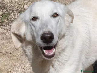 Meticcio cani IL SORRISO DELLA DOLCE ZULEYA - Annuncio 7