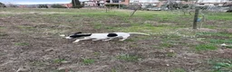 Meticcio cani in regalo: BRINA gioviale ed affettuosa - Annuncio 4