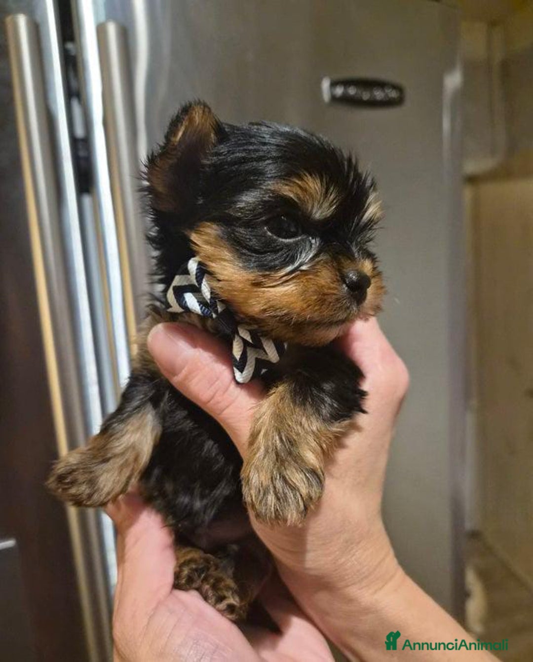 Yorkshire cani in vendita: Bellissimi cuccioli di Yorkshire miniatura da 300g - Annuncio 10
