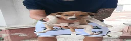 Meticcio cani in vendita: Cuccioli incrocio Amstaff  - Annuncio 5