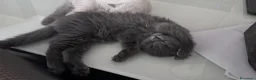 Scottish gatti in vendita: Cucciola di scottish fold - Annuncio 3