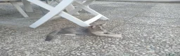 Meticcio gatti in regalo: Tre gattini - Annuncio 2