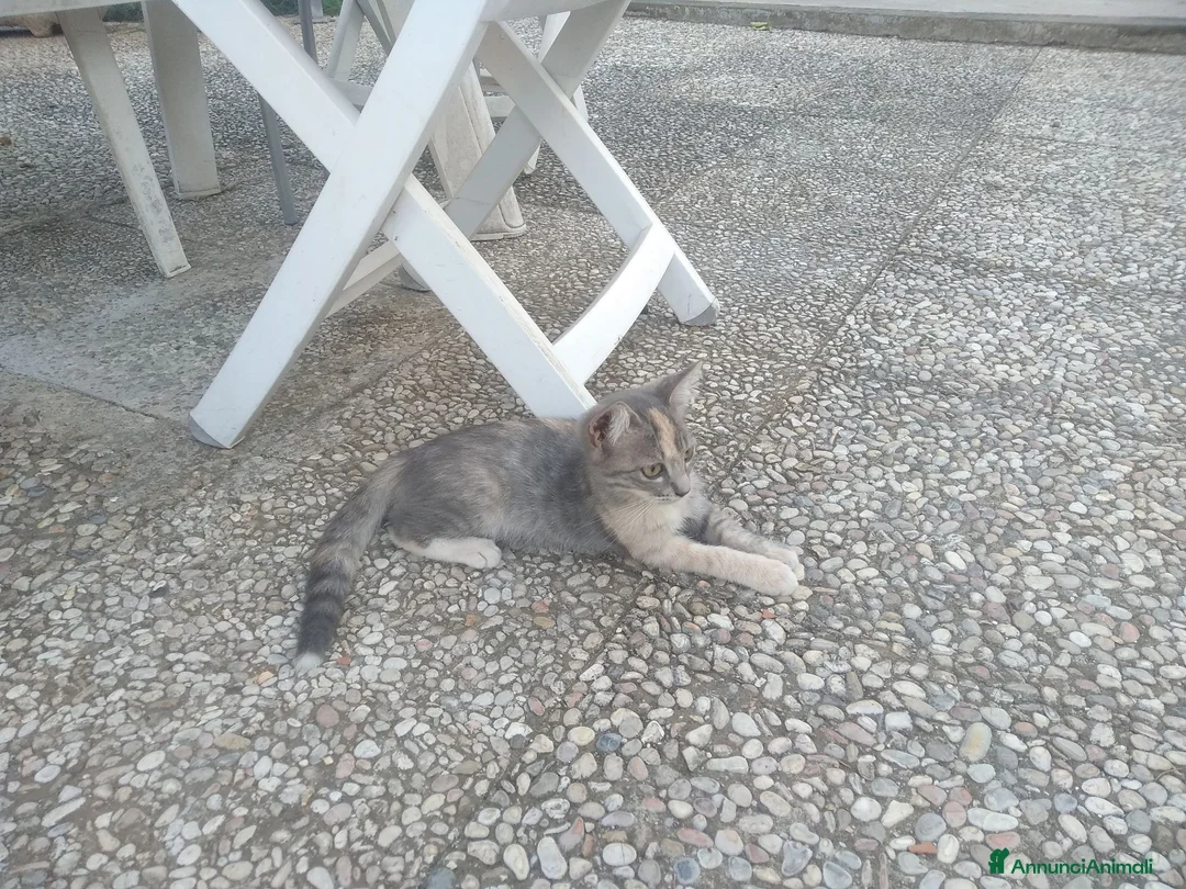 Meticcio gatti in regalo: Tre gattini - Annuncio 2